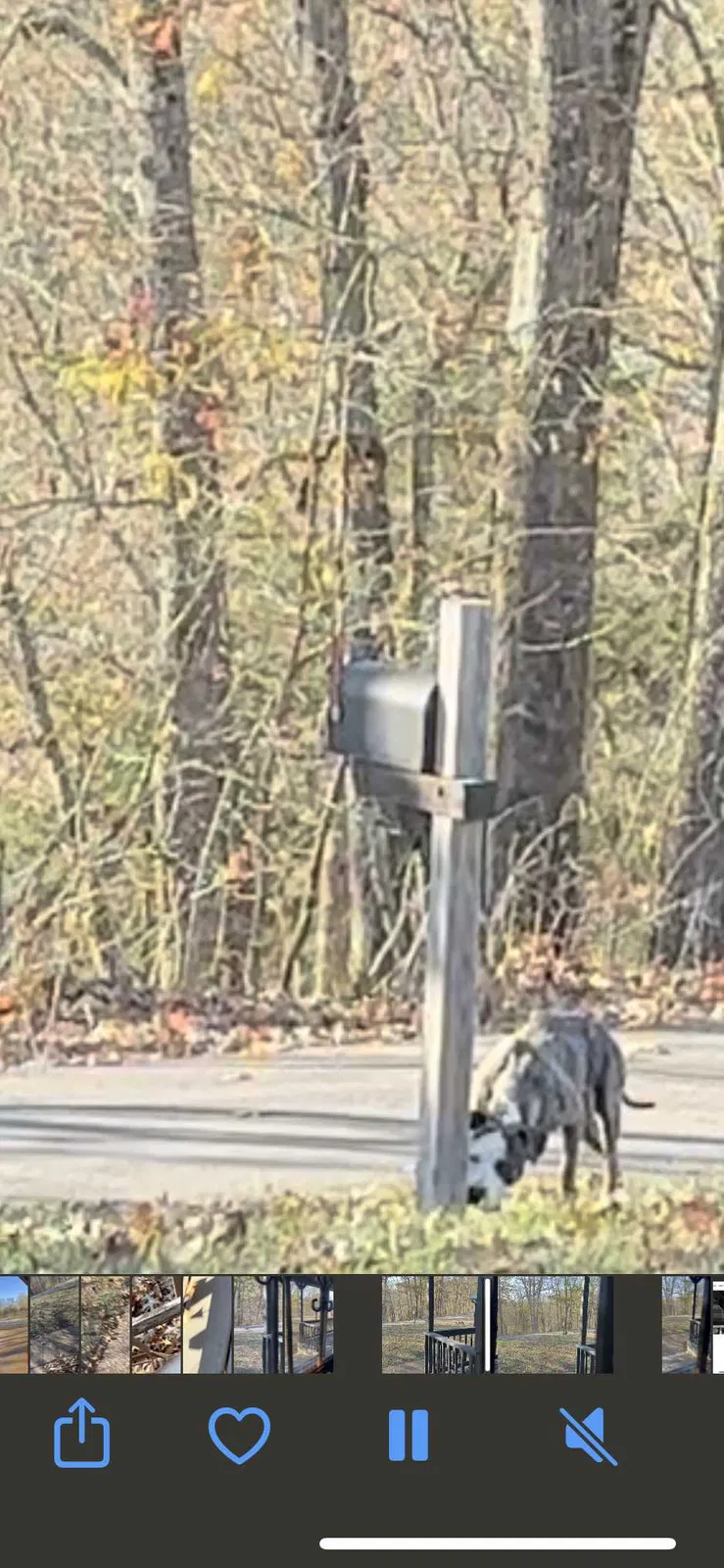 Found dog in Goodlettsville, TN, 37072