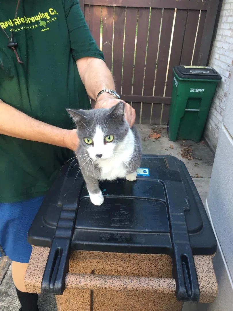 Lost cat in Austin, TX, 78748