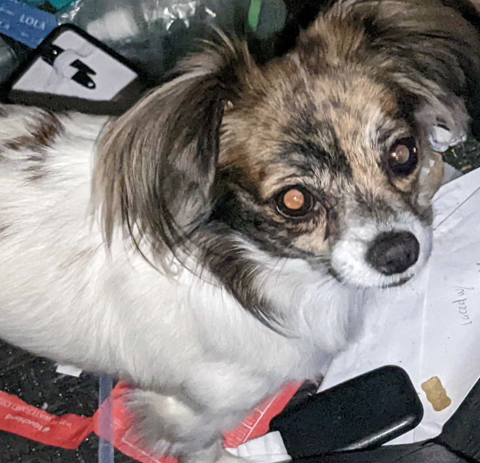 Lost dog in Honolulu, HI, 96814