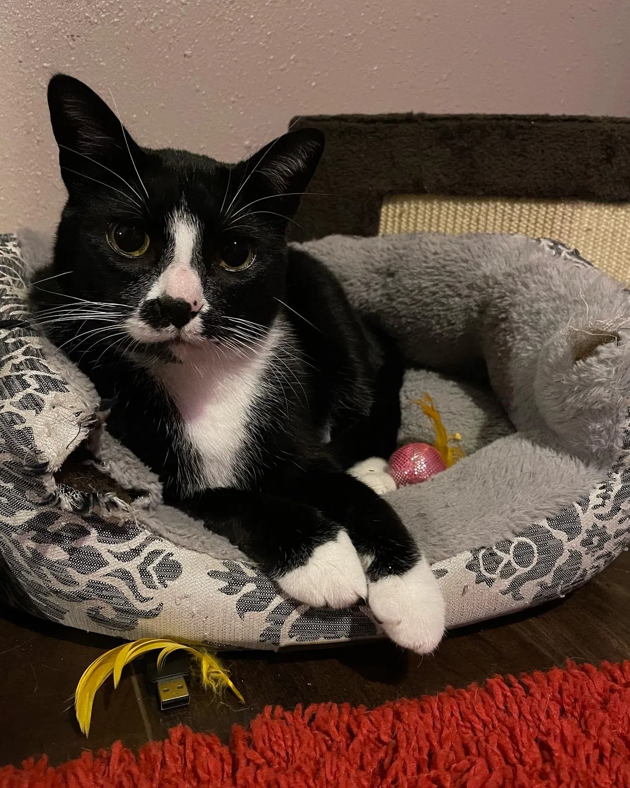 Lost cat in San Antonio, TX, 78237