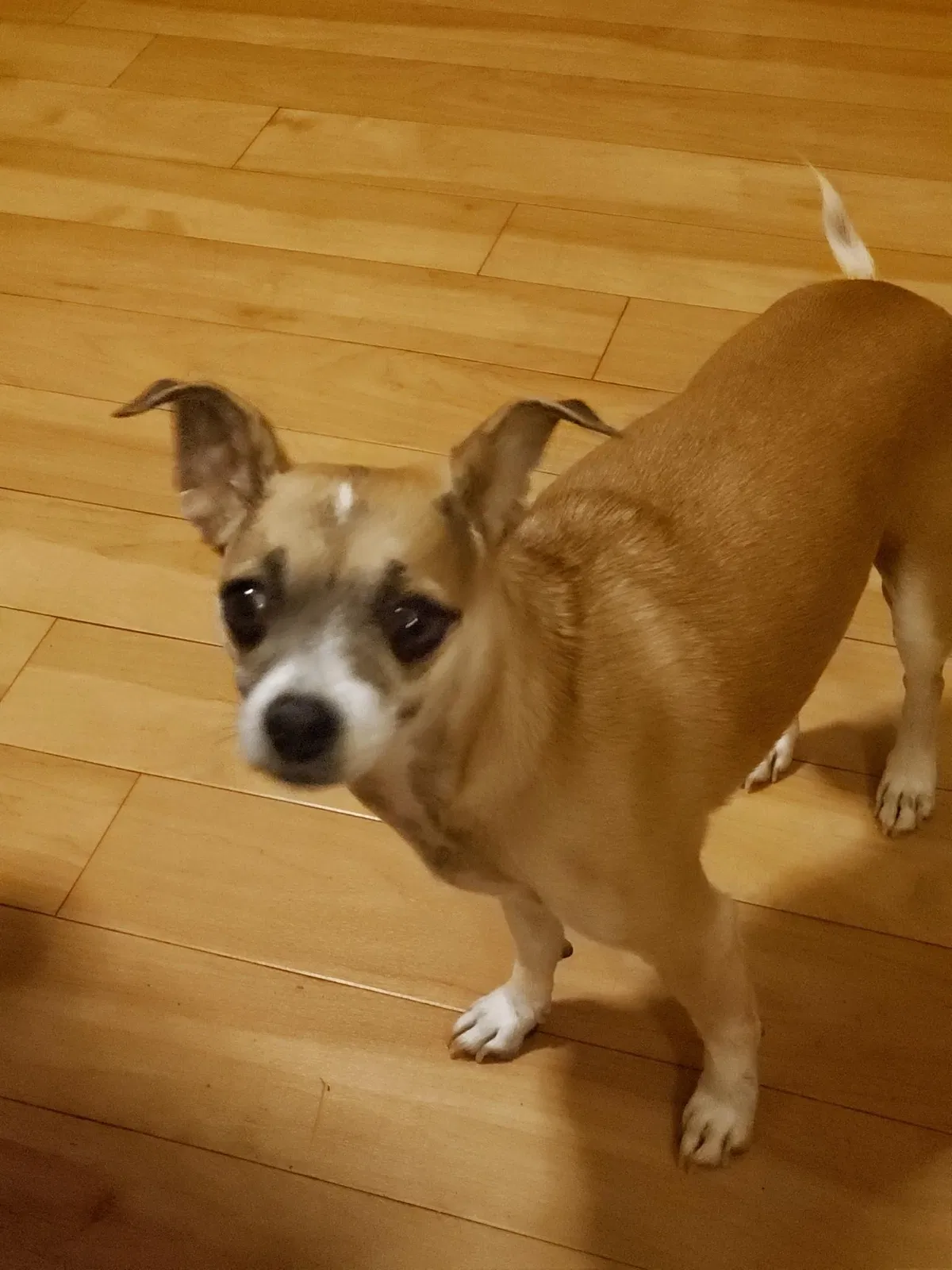 Lost dog in North Hollywood, CA, 91601
