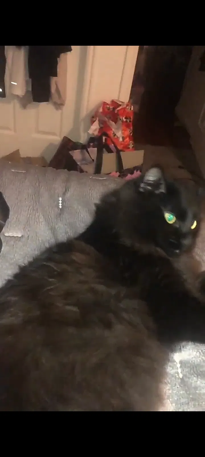 Lost cat in Salt Lake City, UT, 84129