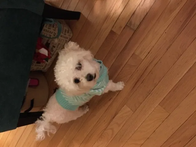 Lost dog in Laurel, MD, 20708