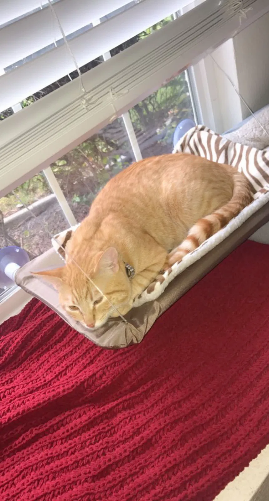 Lost cat in Elk Grove, CA, 95758