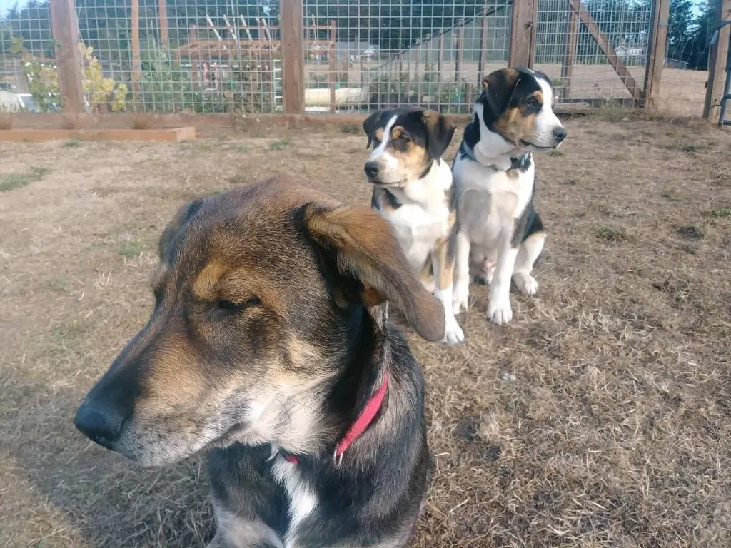 Lost dog in Oak Harbor, WA, 98277