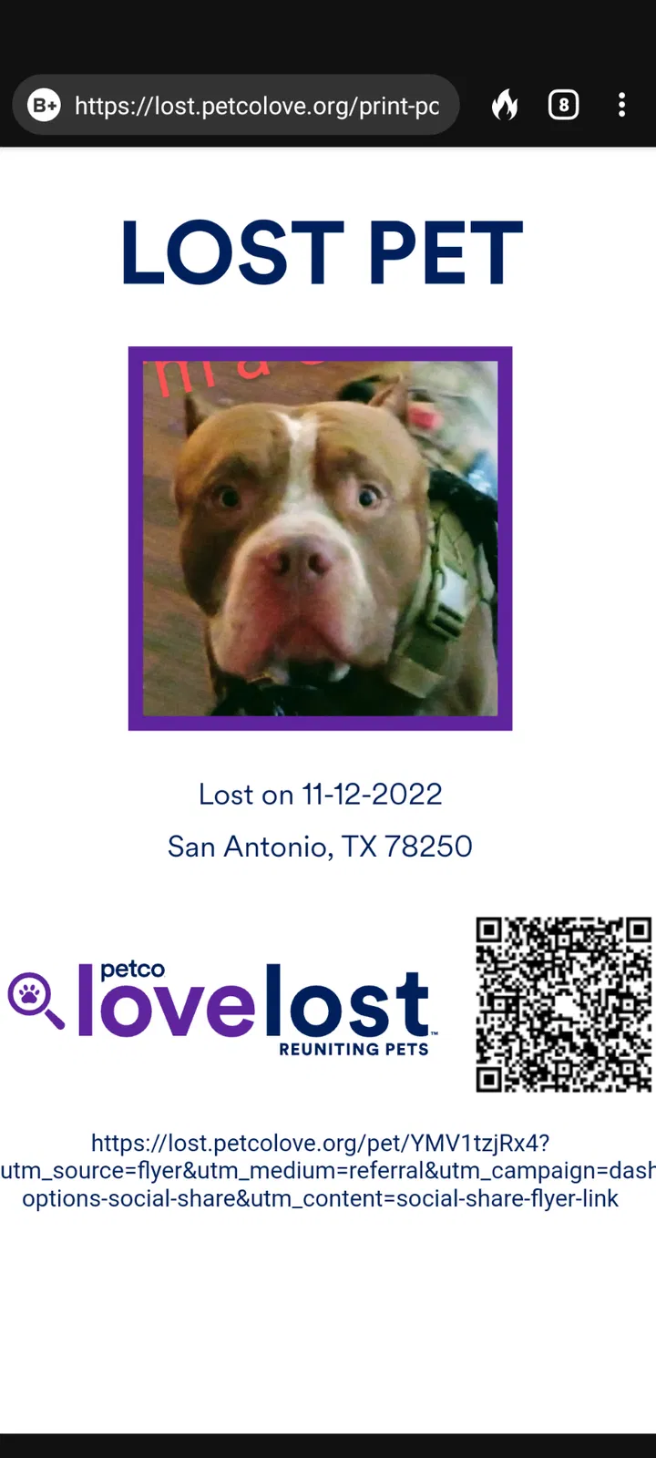 Lost dog in San Antonio, TX, 78250