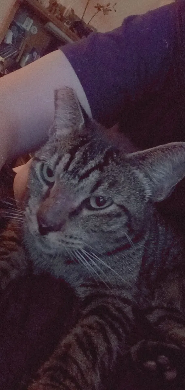 Lost cat in Satellite Beach, FL, 32937