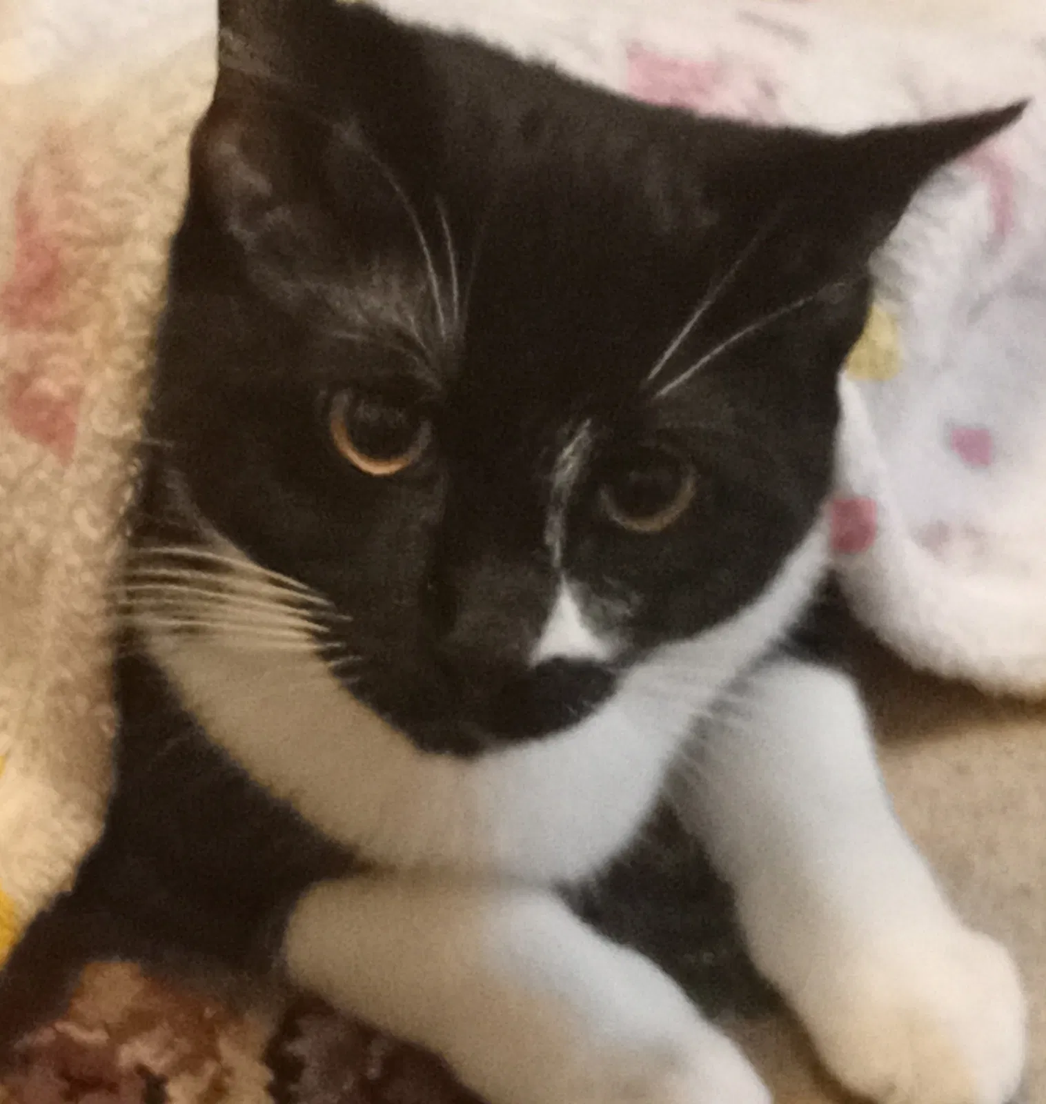 Lost cat in Auburn, WA, 98002