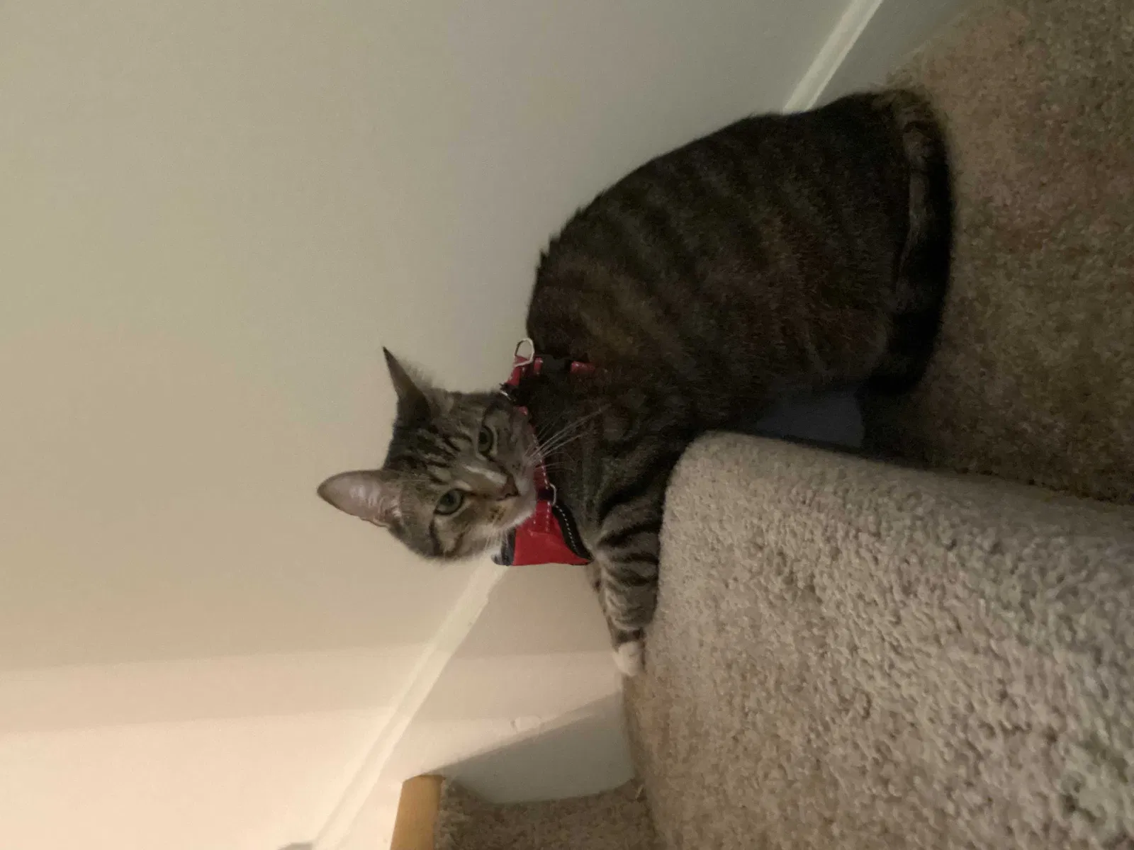 Lost cat in Highland Park, IL, 60035