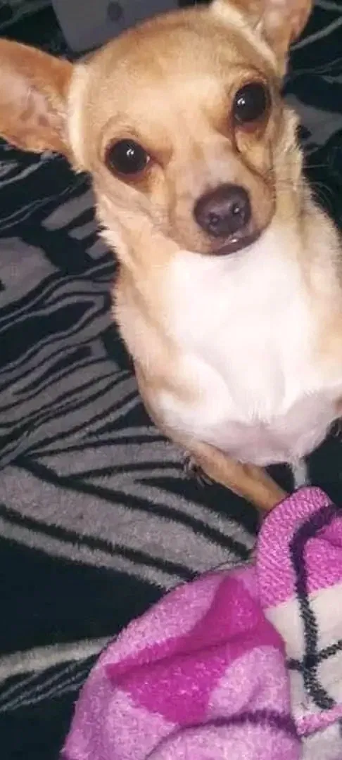 Lost dog in Canon City, CO, 81212