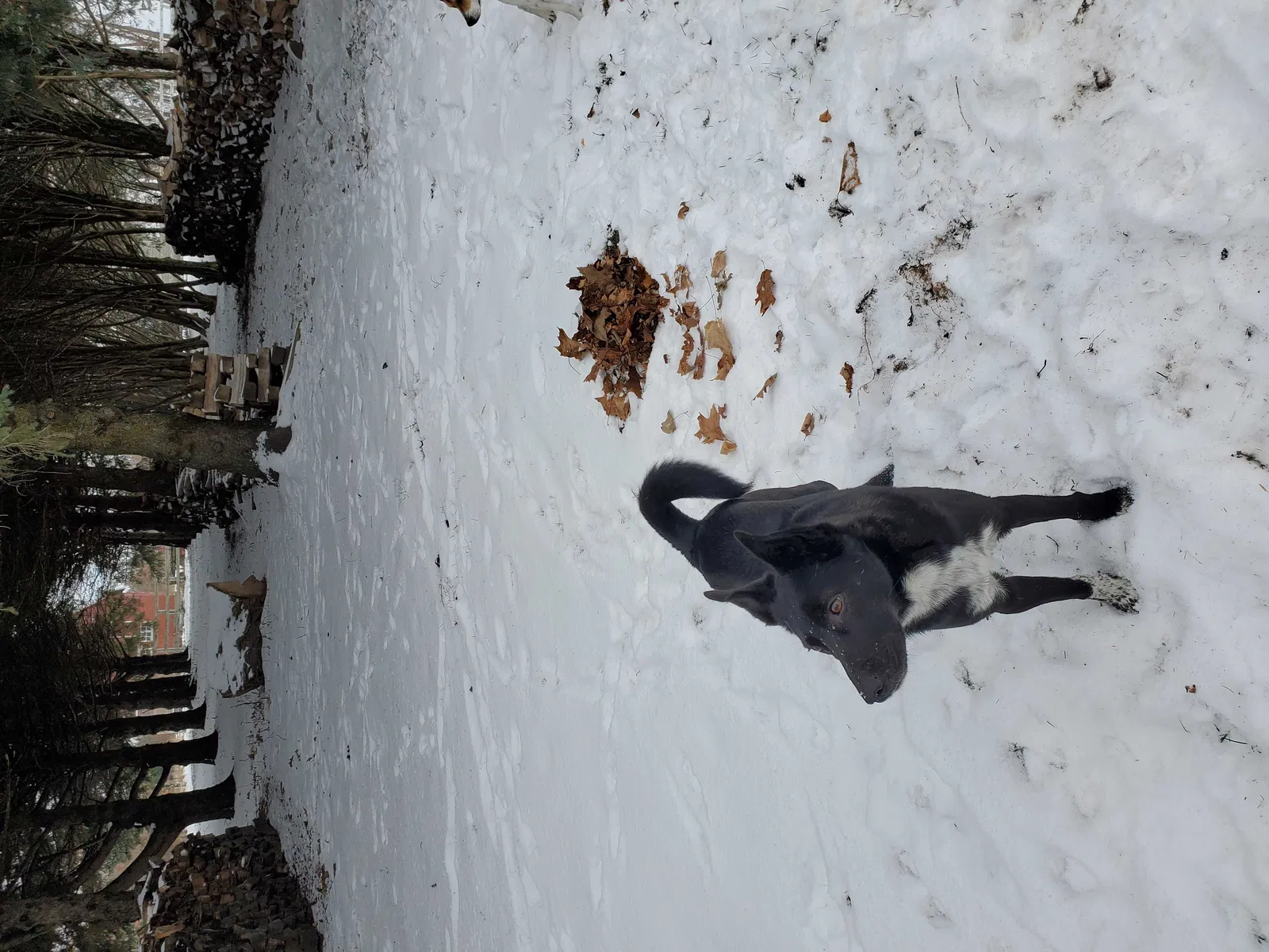 Lost dog in Cresco, IA, 52136