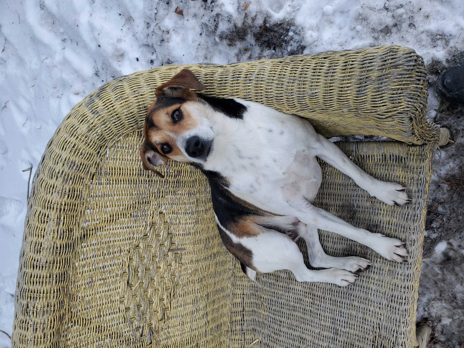 Lost dog in Cresco, IA, 52136