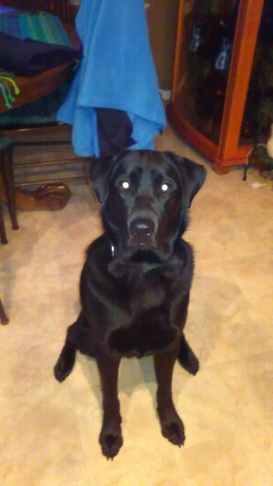 Lost dog in Meridian, ID, 83642