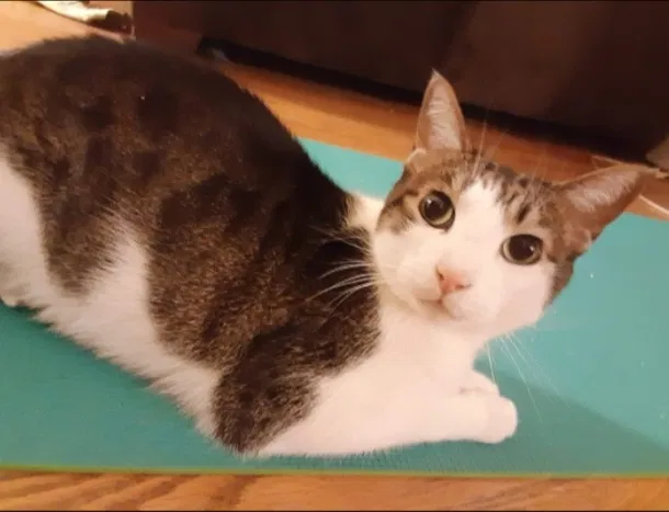 Lost cat in Chicago, IL, 60643