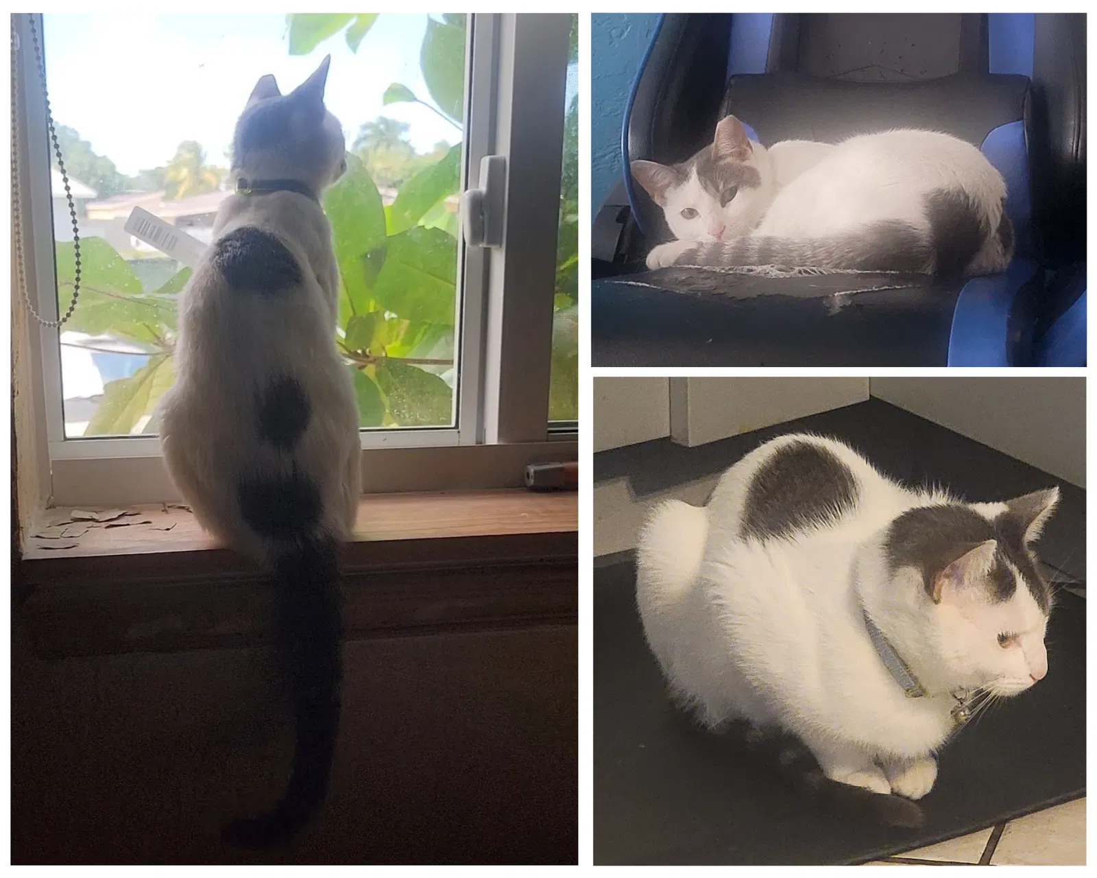 Lost cat in Miami, FL, 33177