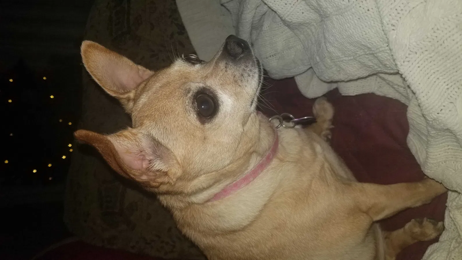 Lost dog in Cape Coral, FL, 33904