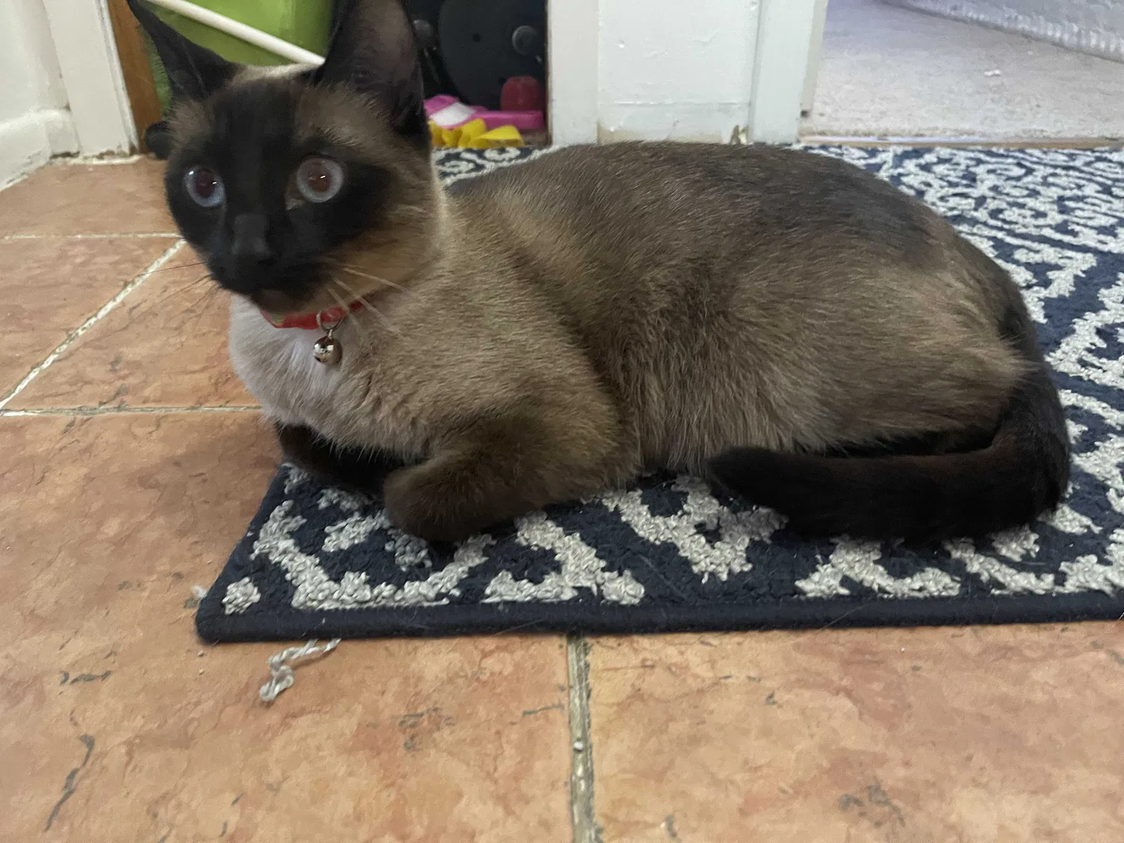 Lost cat in Albertville, MN, 55301