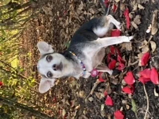 Lost dog in Los Angeles, CA, 90006