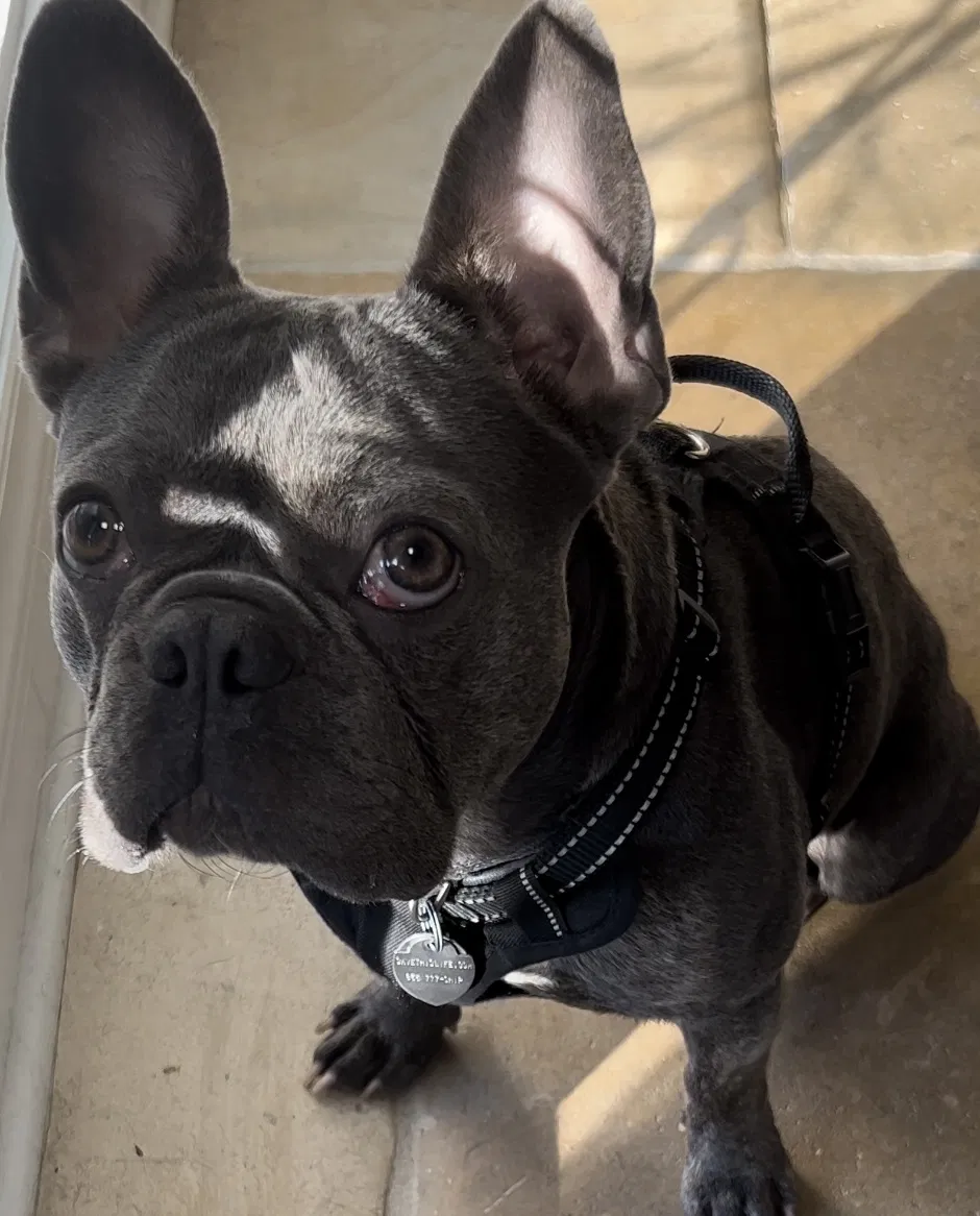 Lost dog in Charlotte, NC, 28216