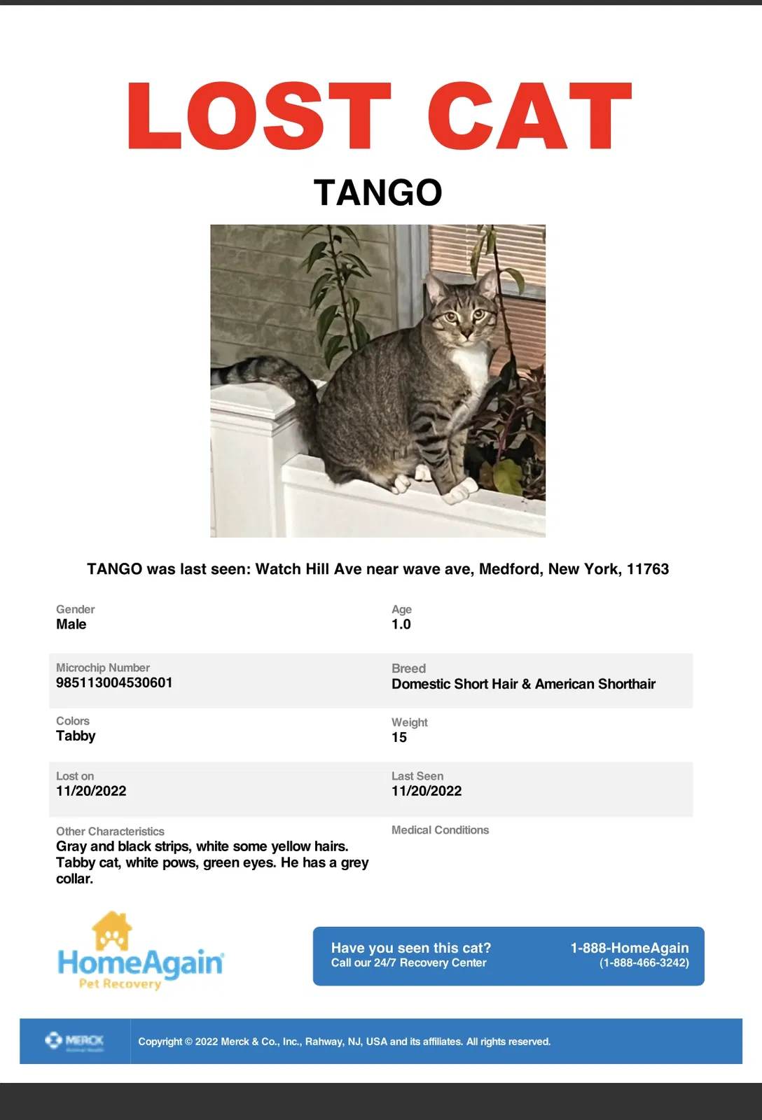 Lost cat in Medford, NY, 11763
