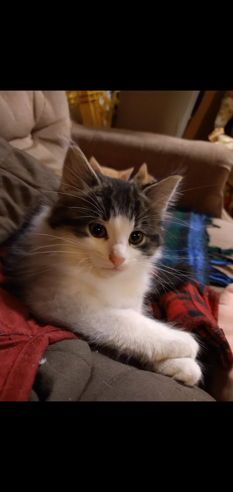 Lost cat in Princeton, MN, 55371