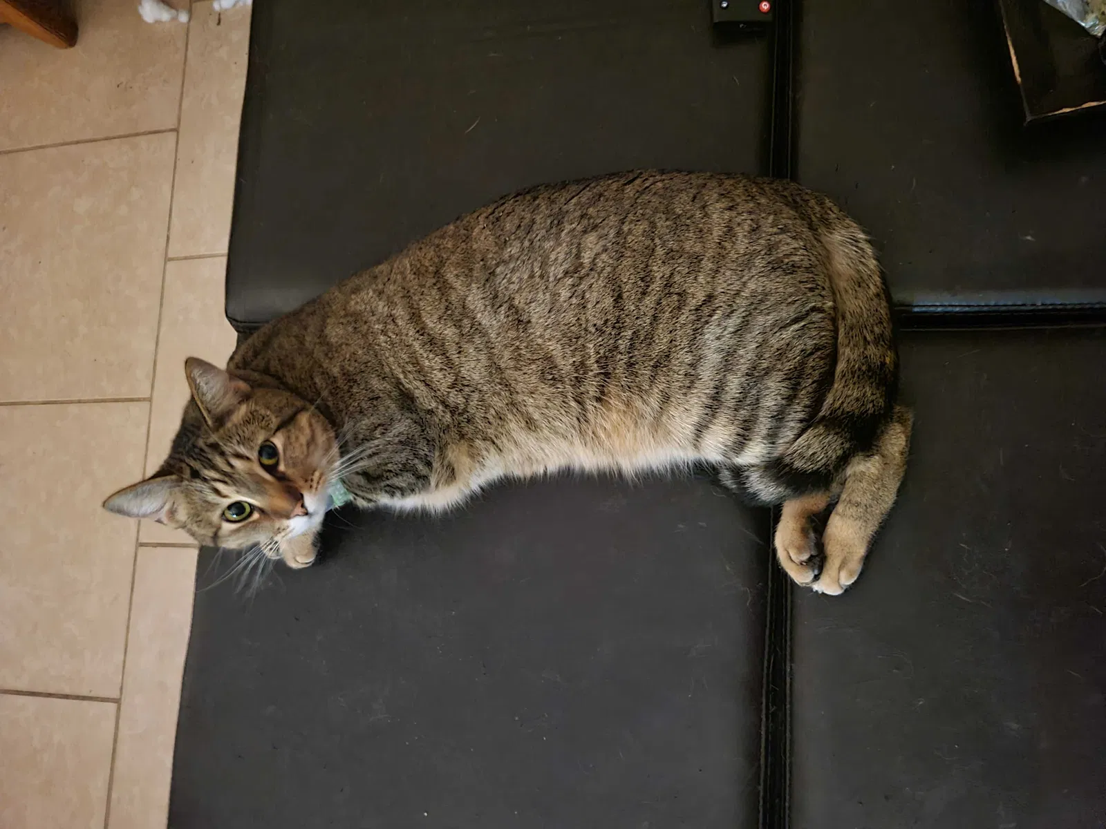 Lost cat in Spring, TX, 77388