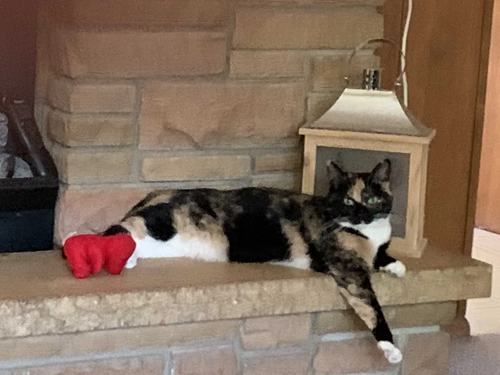 Lost cat in Minneapolis, MN, 55447