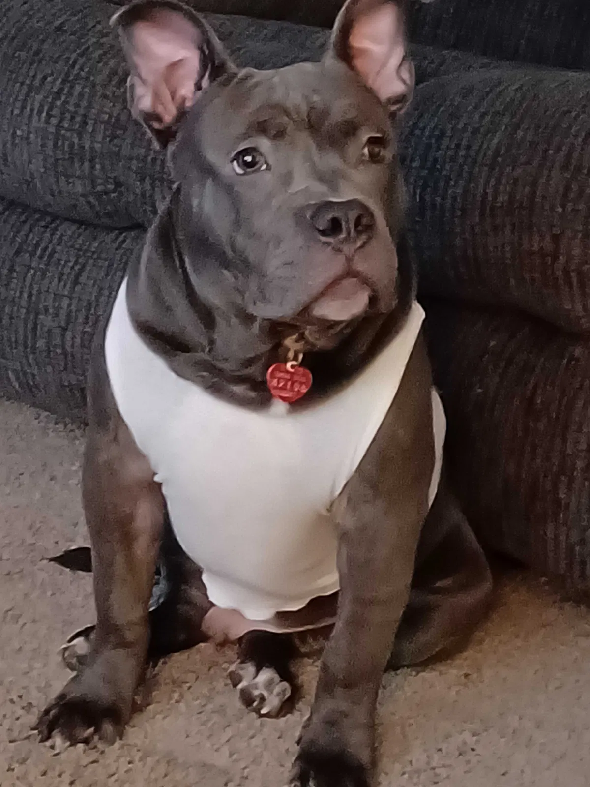 Lost dog in Toledo, OH, 43620