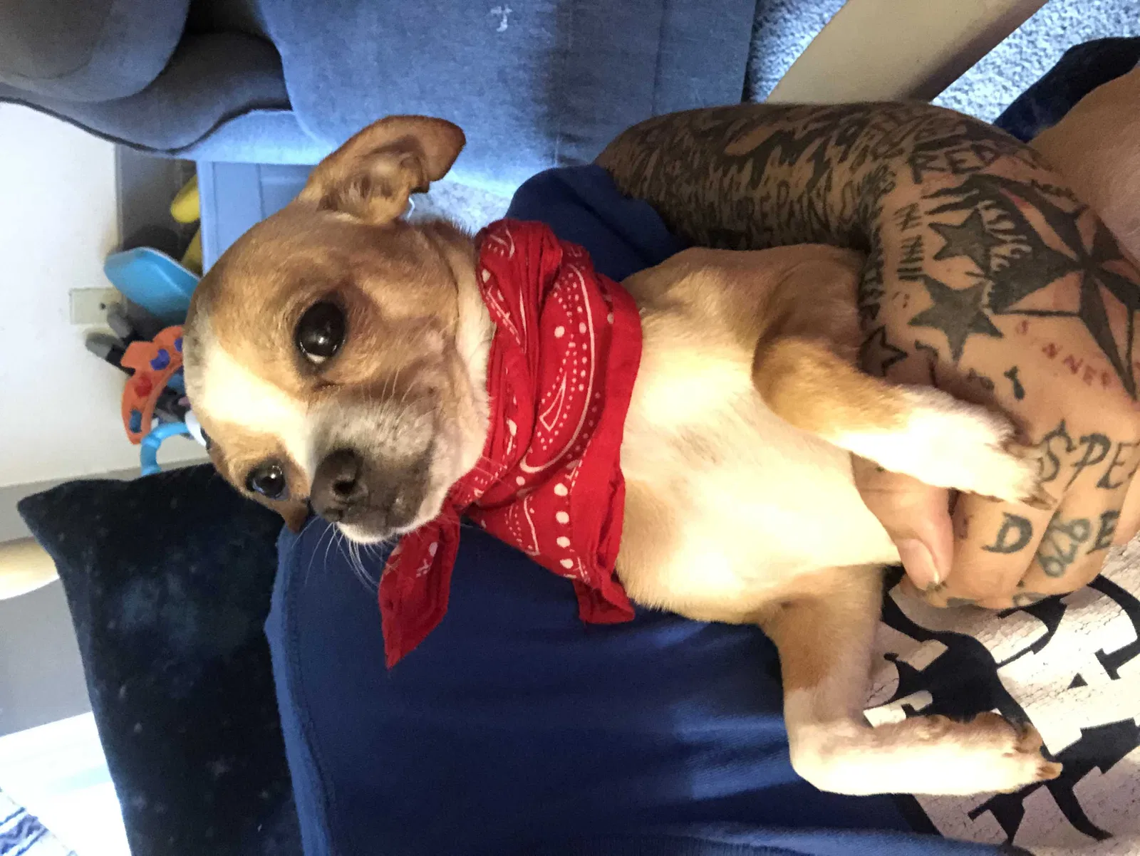 Lost dog in Friendswood, TX, 77546