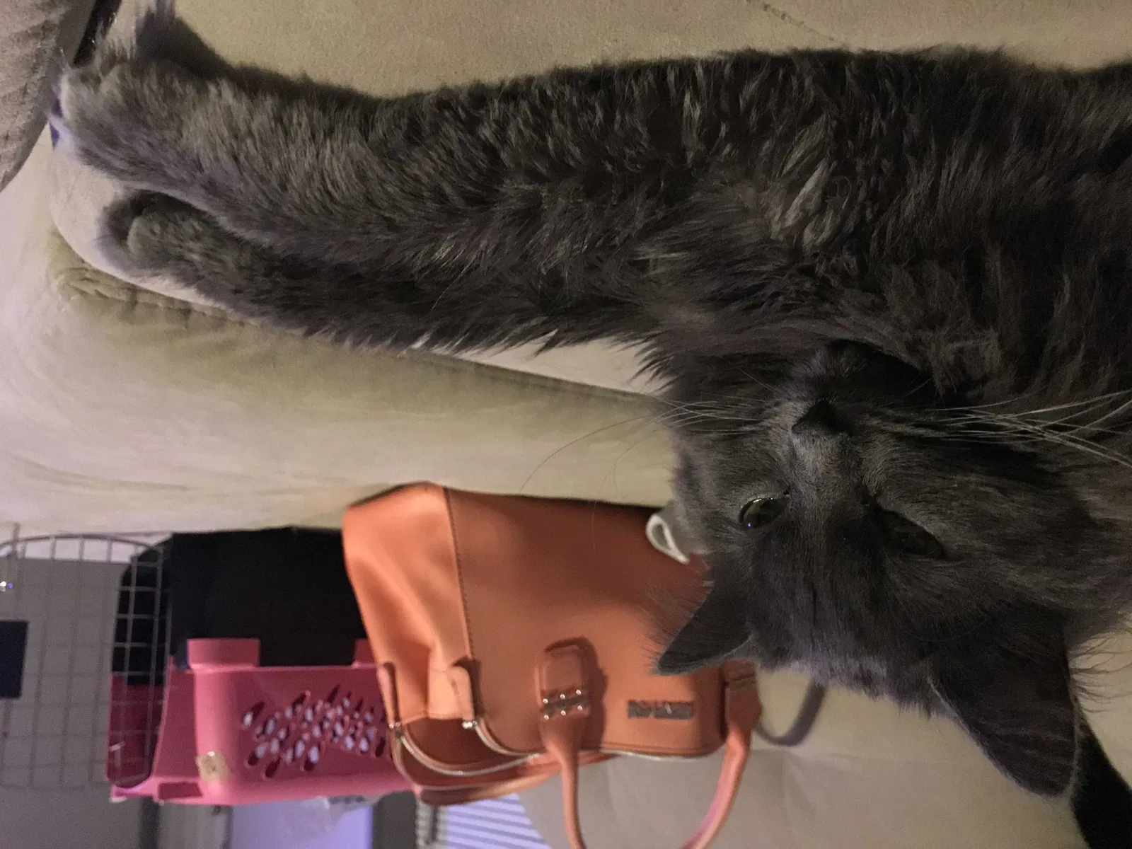 Lost cat in Salt Lake City, UT, 84123