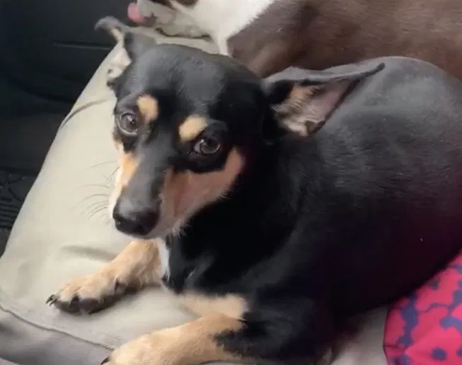 Lost dog in West Columbia, TX, 77486