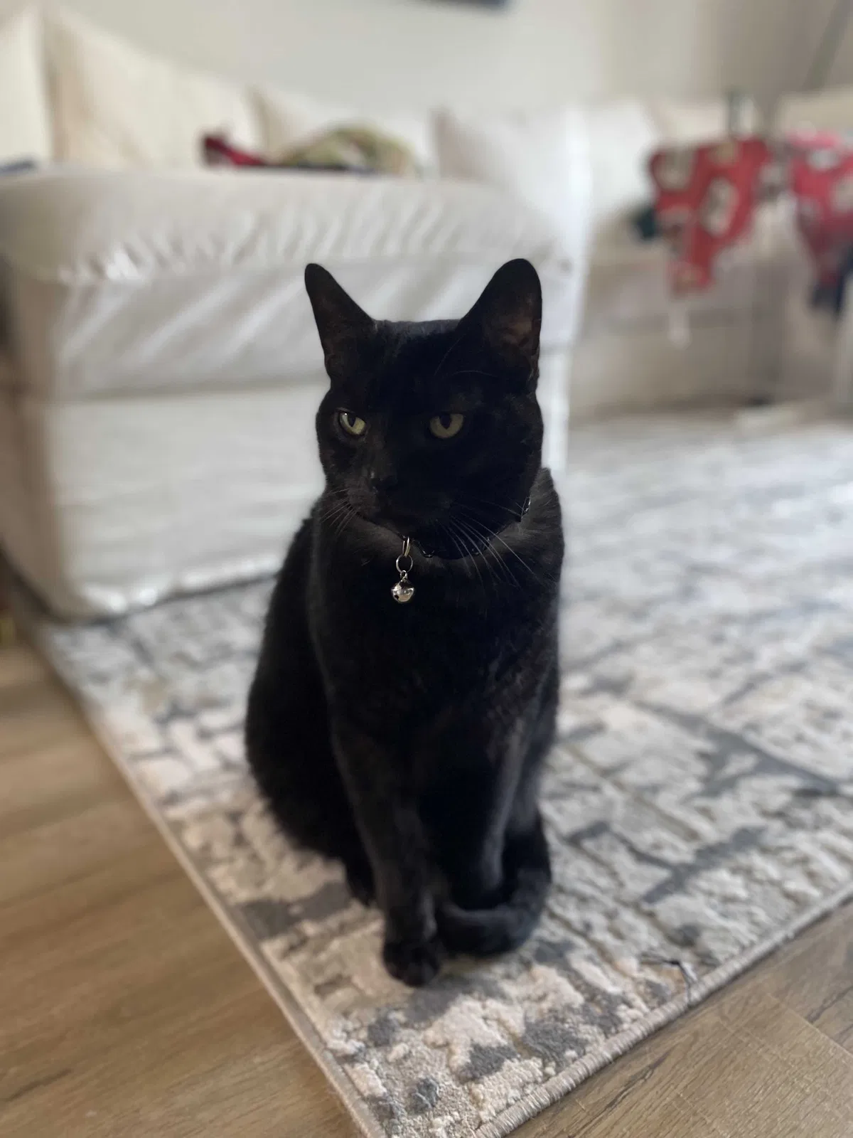Lost cat in Raleigh, NC, 27606
