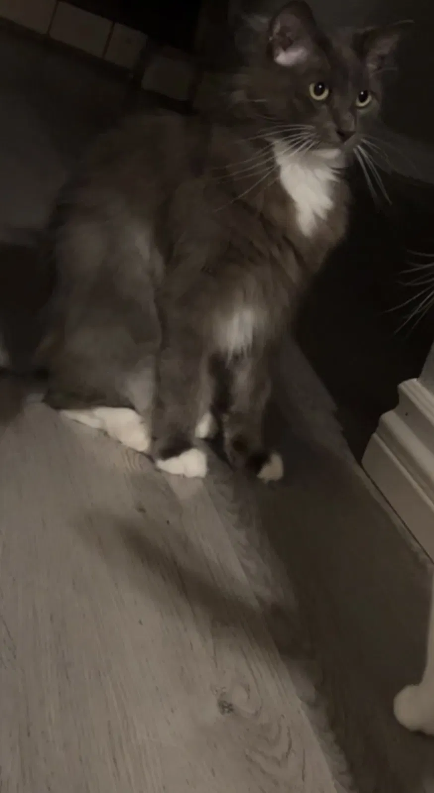 Lost cat in San Diego, CA, 92154