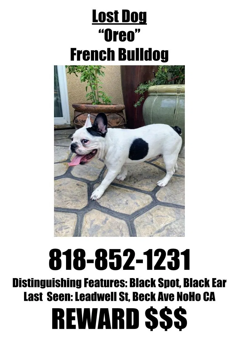 Lost dog in North Hollywood, CA, 91605