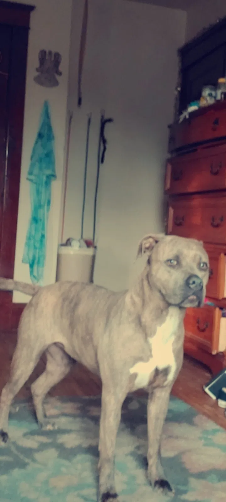 Lost dog in Struthers, OH, 44471