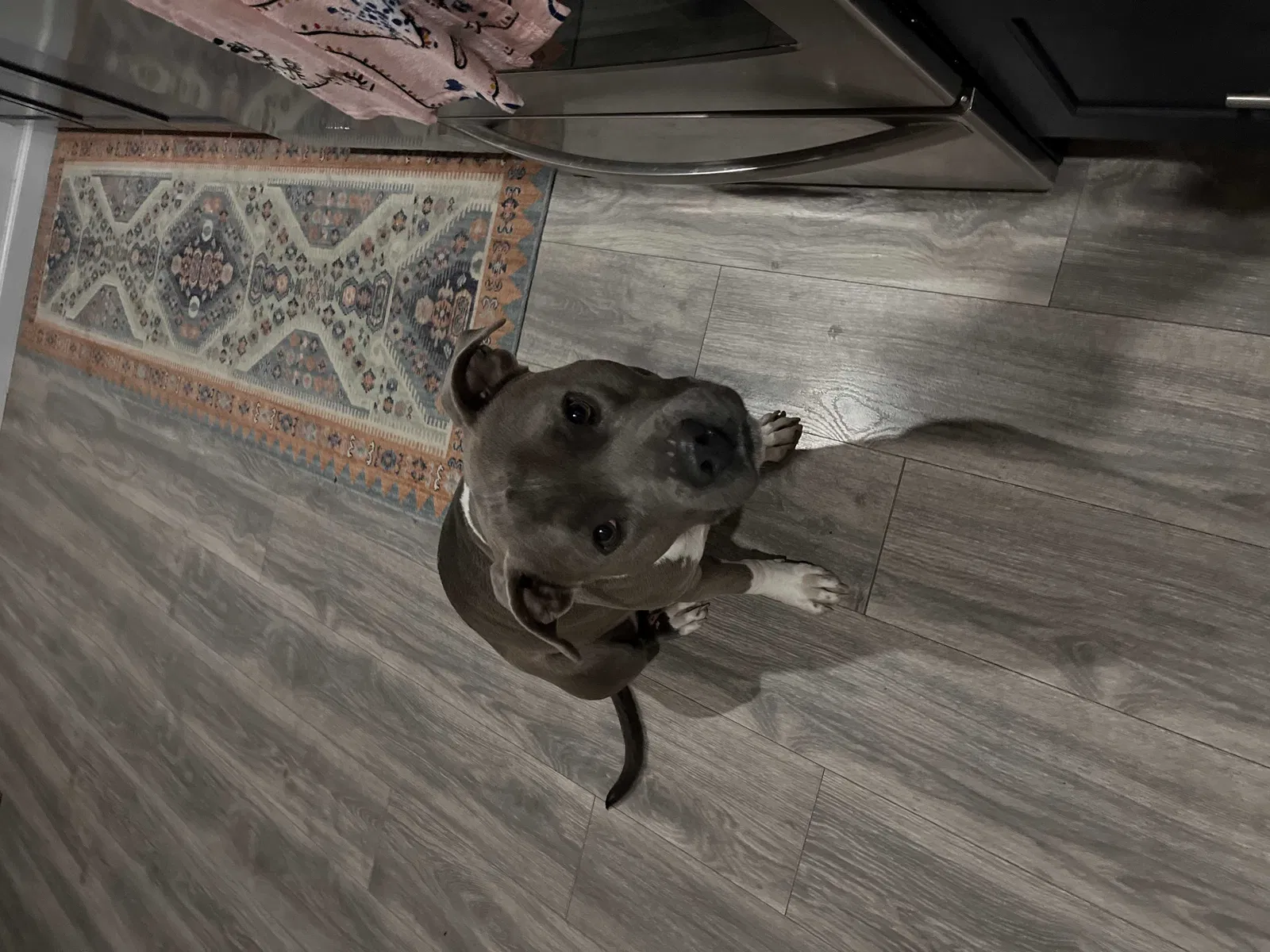 Lost dog in Pueblo, CO, 81003