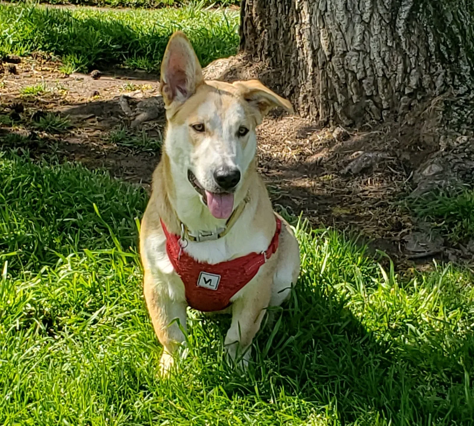 Lost dog in Stockton, CA, 95210