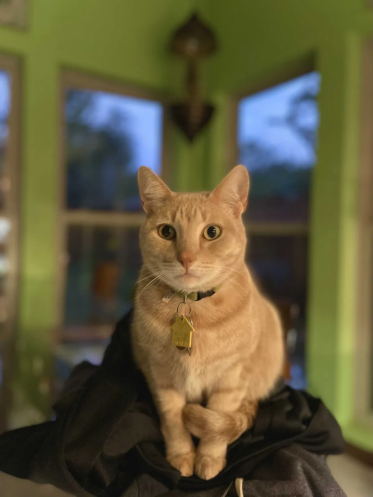 Lost cat in Plano, TX, 75075