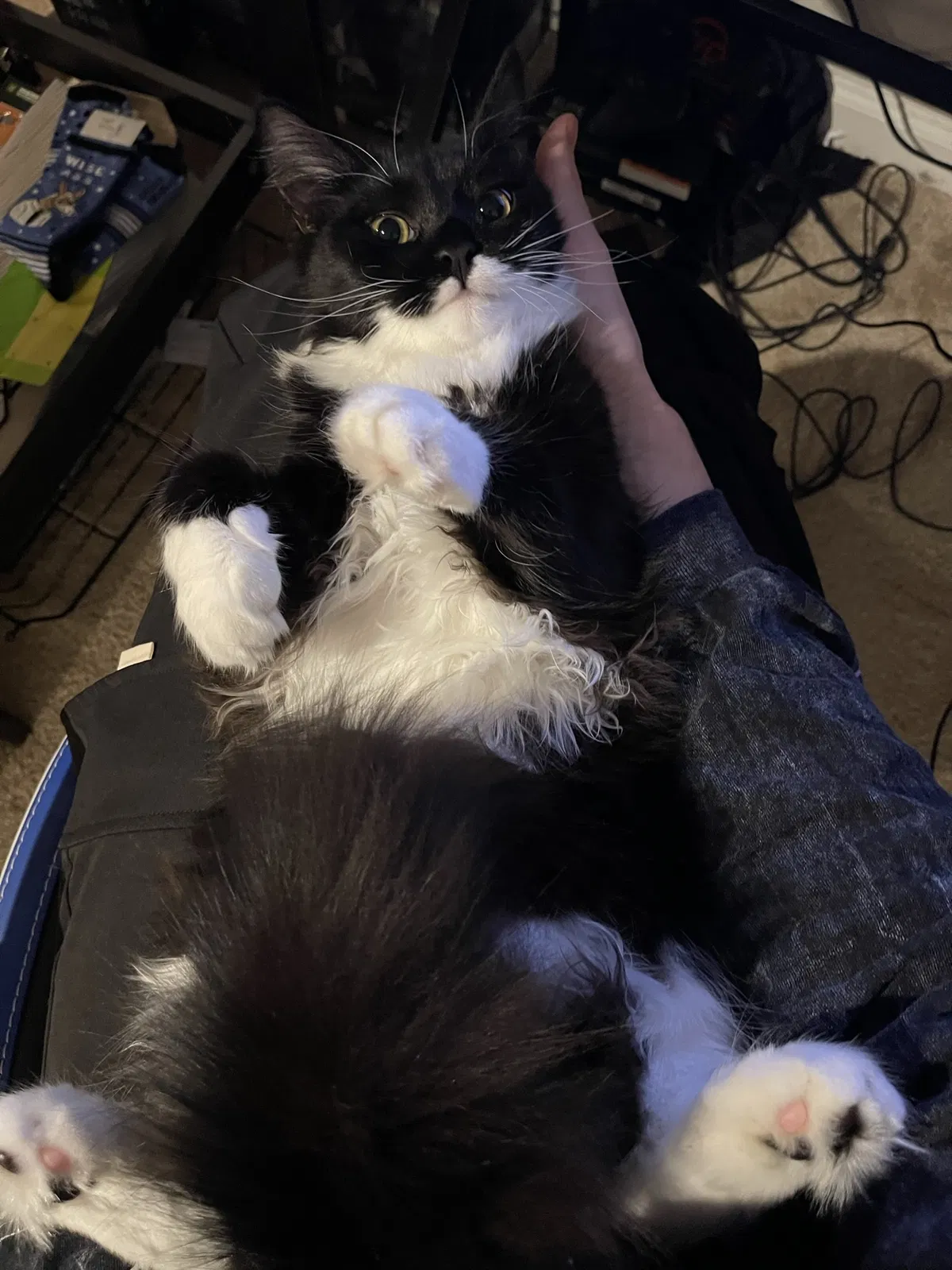 Lost cat in California, MD, 20619