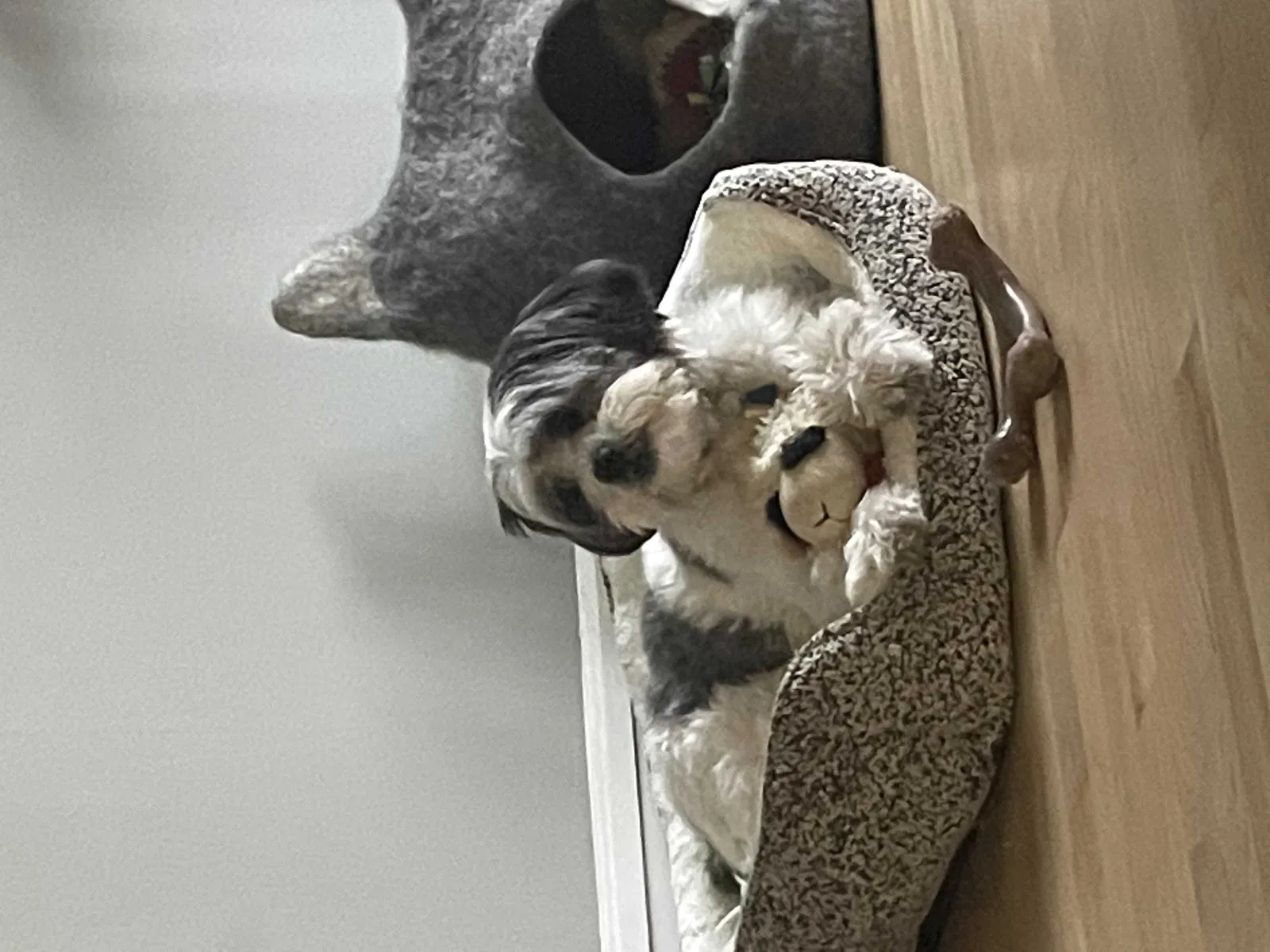 Lost dog in Chicago, IL, 60616
