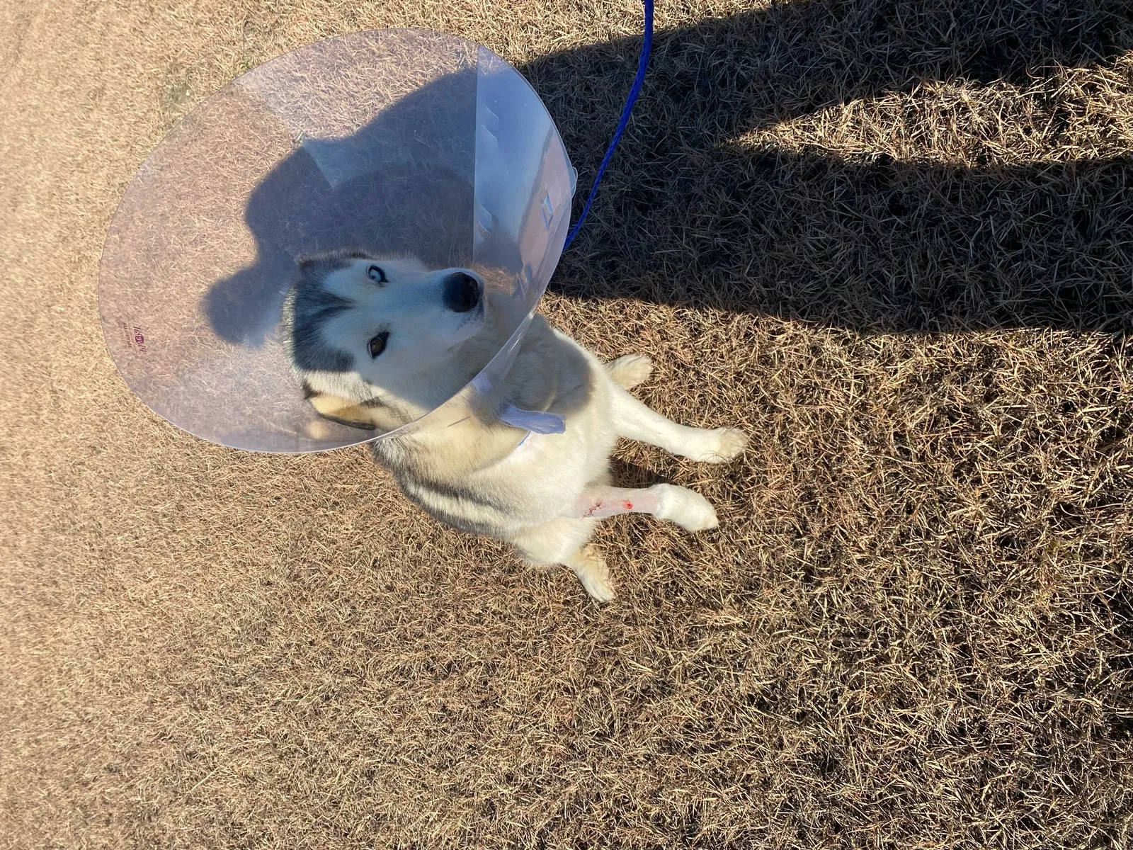 Lost dog in Dallas, TX, 75217