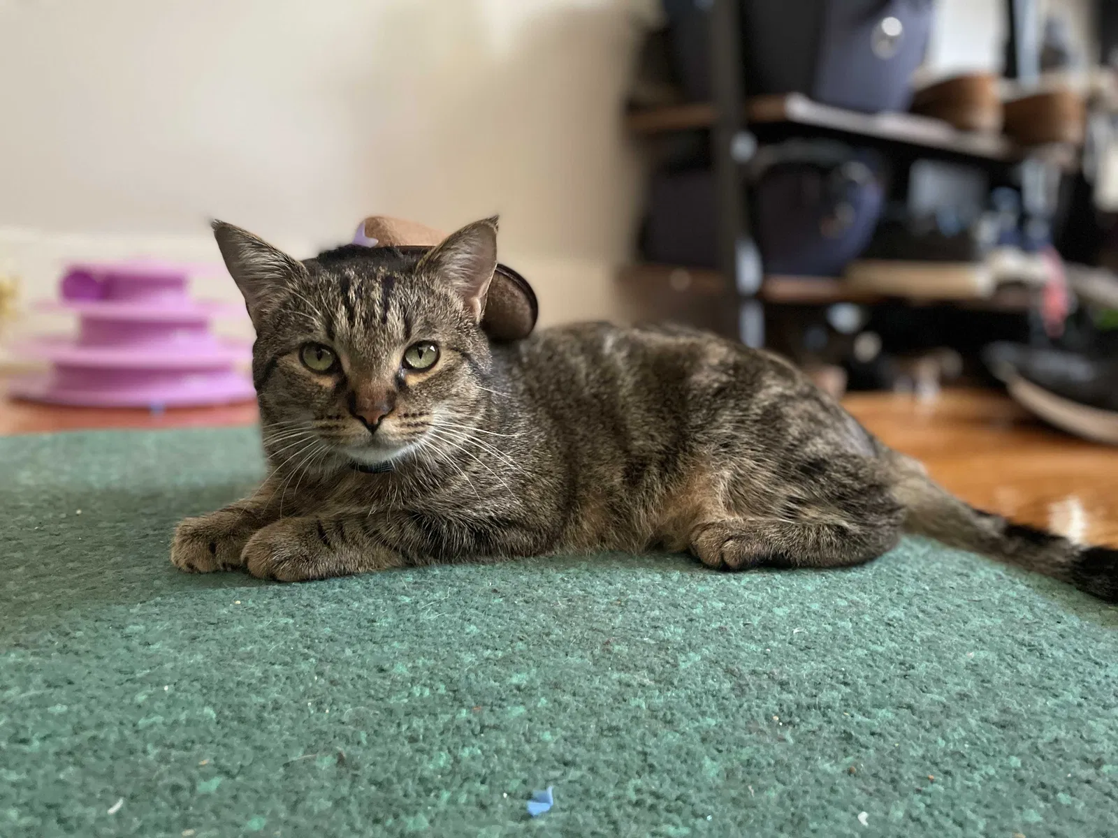 Lost cat in Quincy, MA, 2171