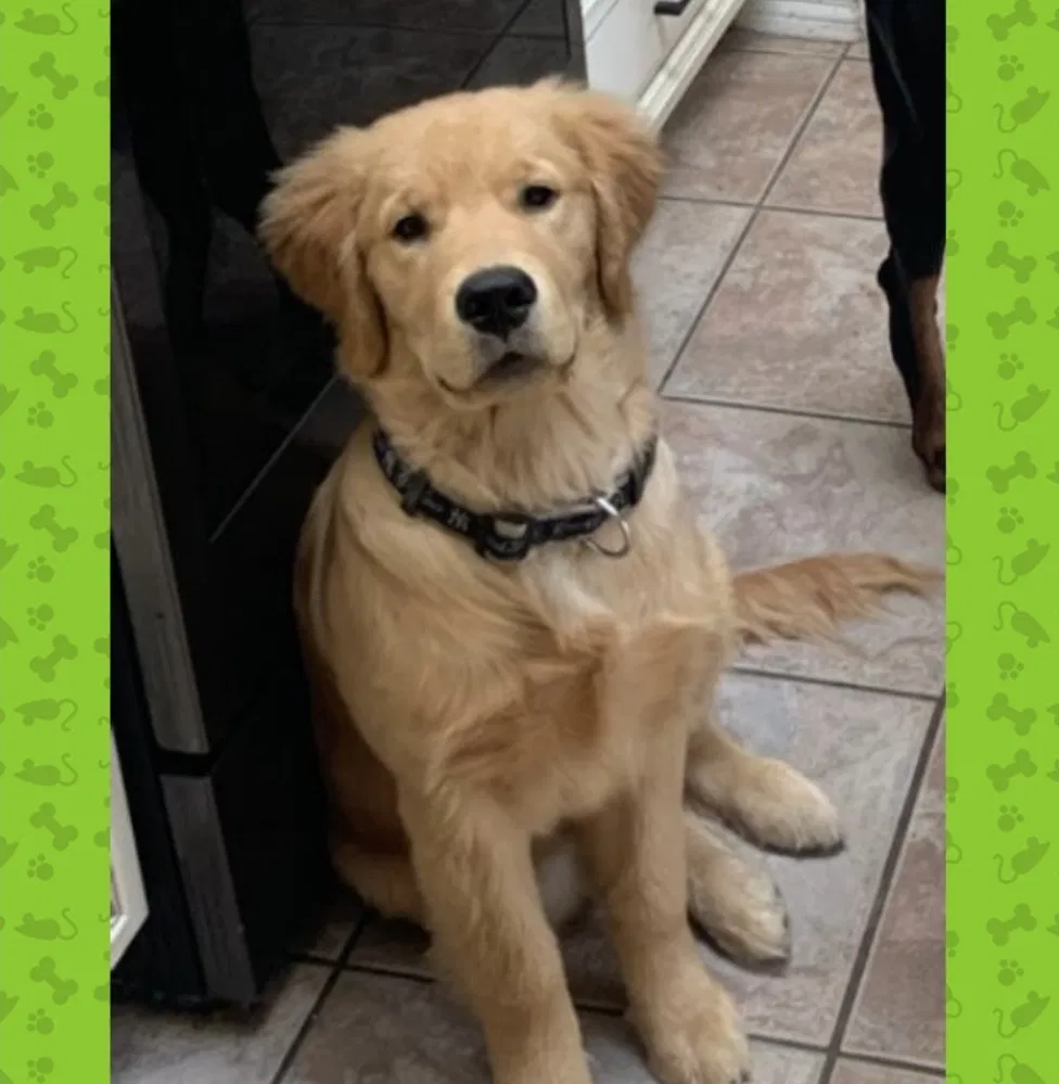 Lost dog in Deltona, FL, 32725