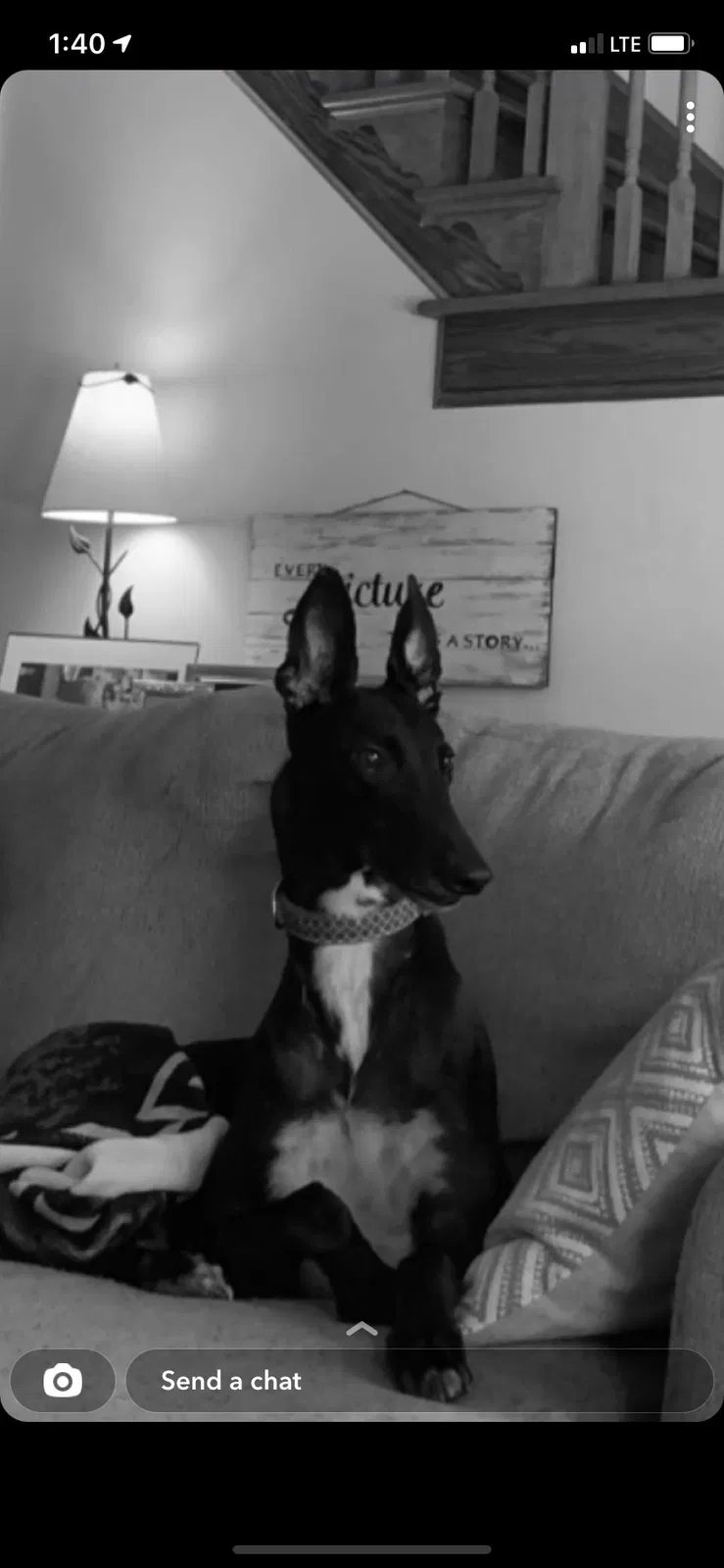 Lost dog in Beaverdam, VA, 23015