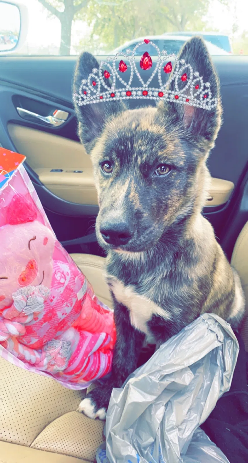 Lost dog in Auburndale, FL, 33823