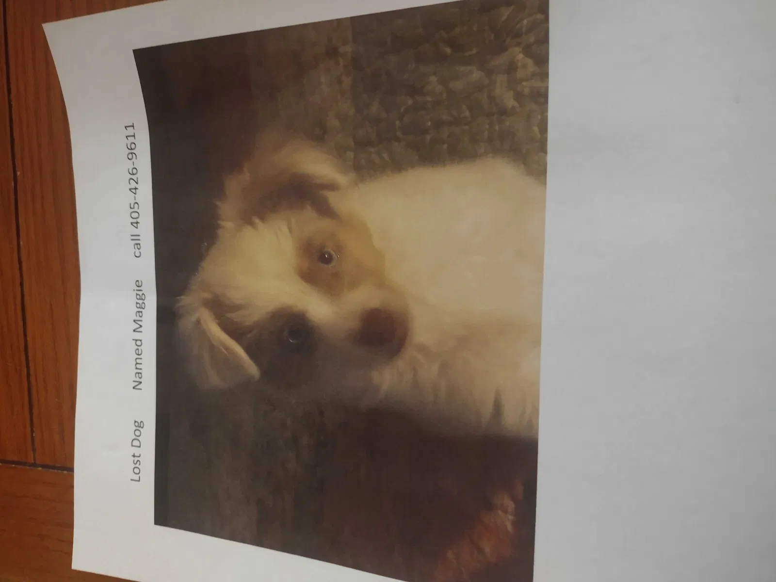 Lost dog in Oklahoma City, OK, 73132