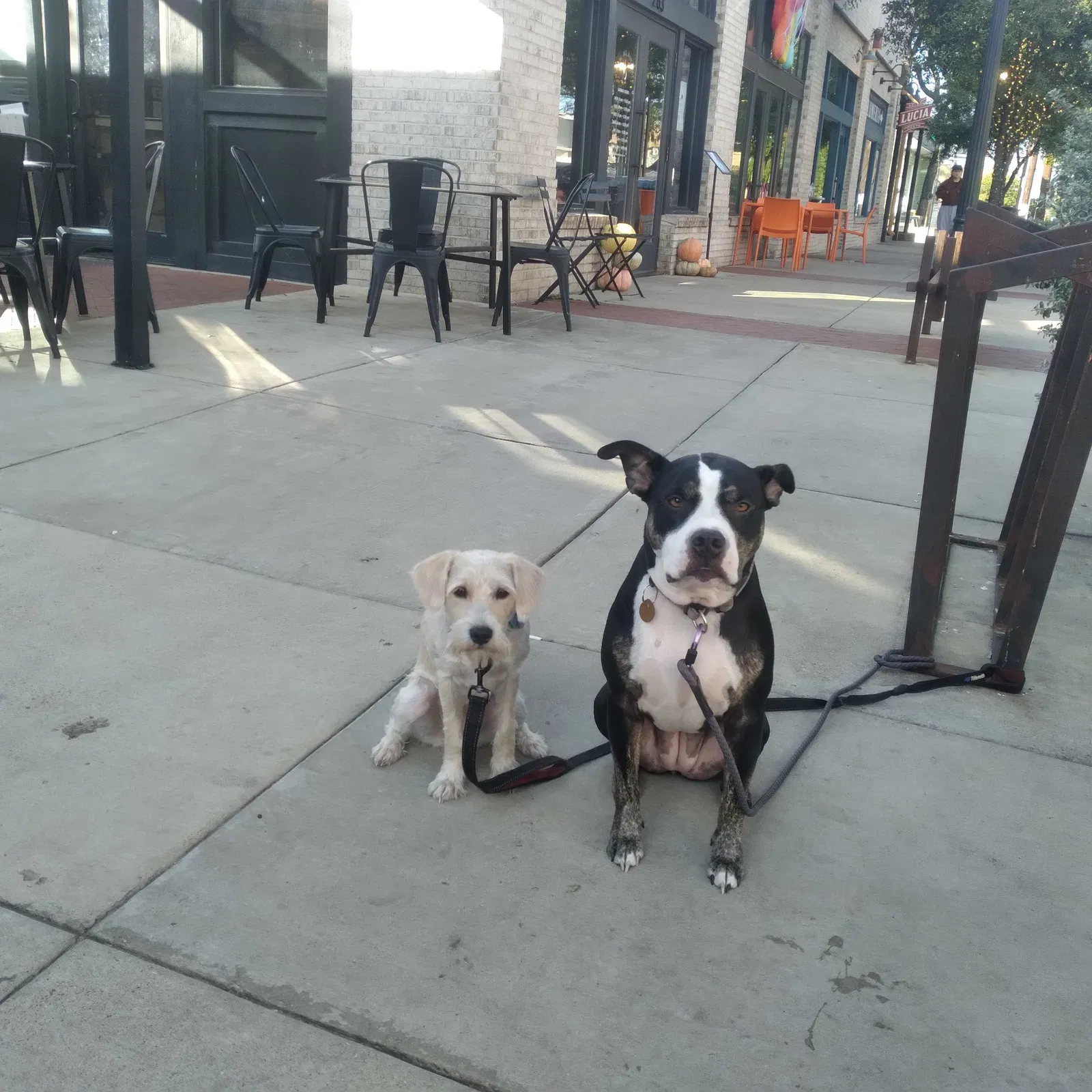 Lost dog in Grand Prairie, TX, 75050