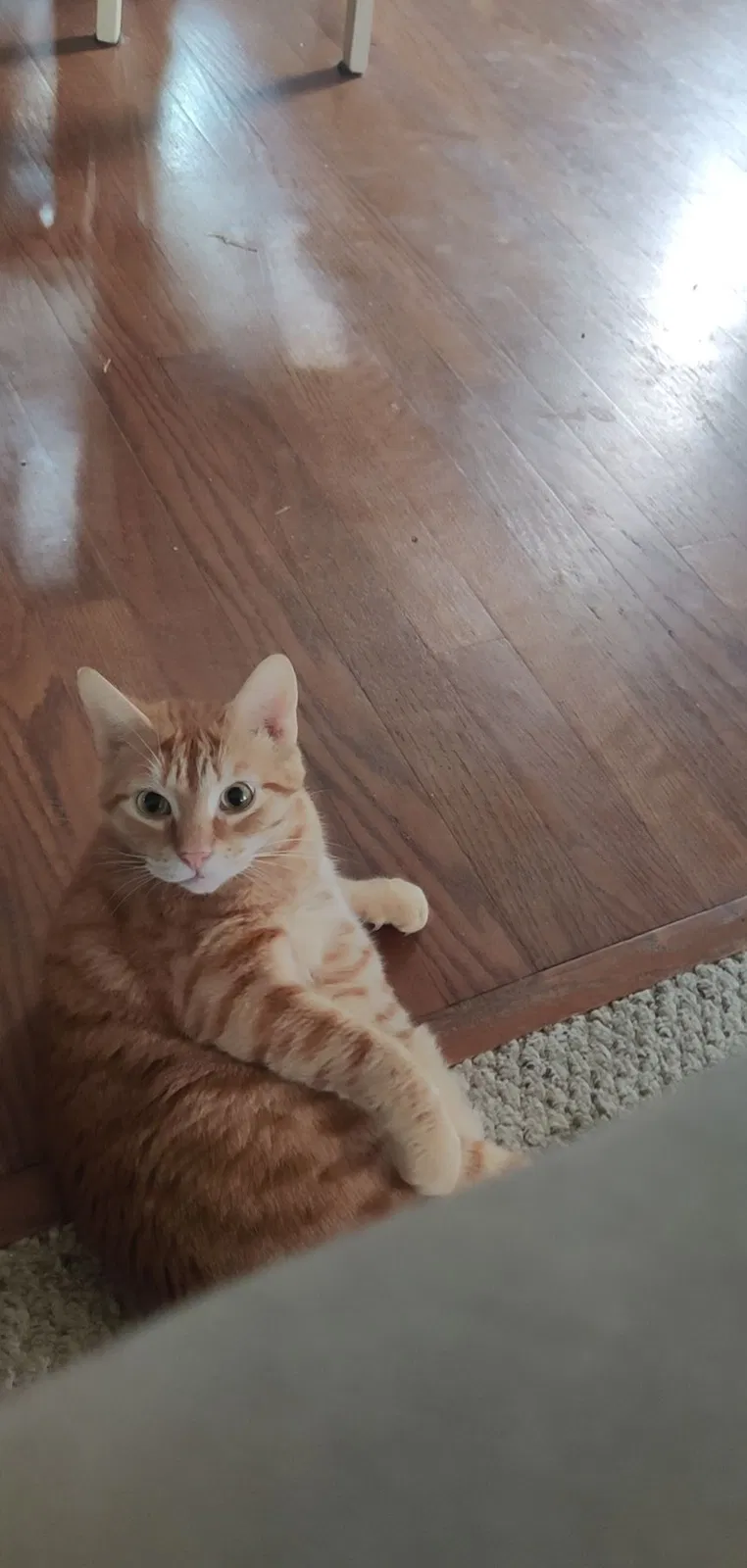 Lost cat in York, PA, 17406