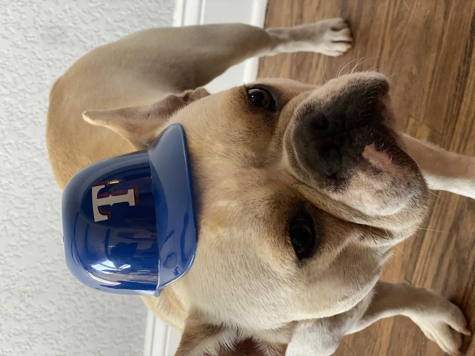 Lost dog in Red Oak, TX, 75154