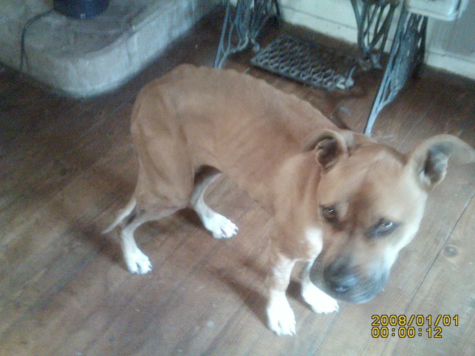 Found dog in Mora, NM, 87732
